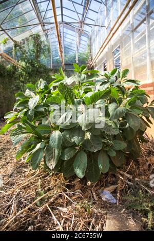 Indischer Pokeweed Stockfoto