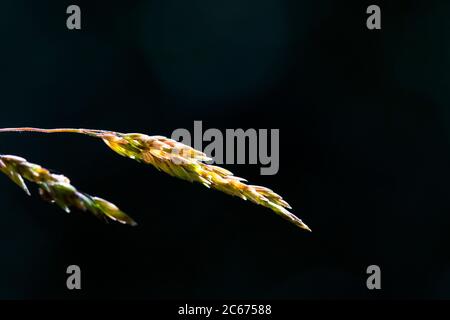 Wiesengras-Grasspieß mit breitem Laub Stockfoto