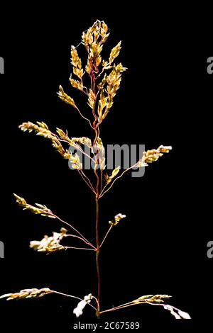 Wiesengras-Grasspieß mit breitem Laub Stockfoto