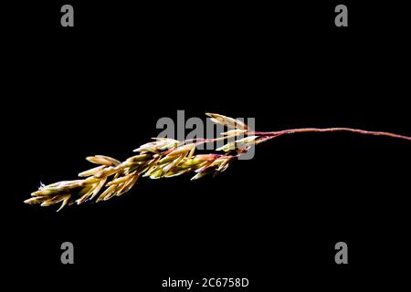 Wiesengras-Grasspieß mit breitem Laub Stockfoto