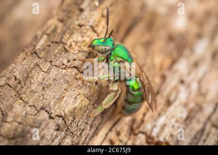 Schweißbiene (Augochloropsis sp.) Uber den Augochloropsis-metallica-Spezies-Komplex. Stockfoto