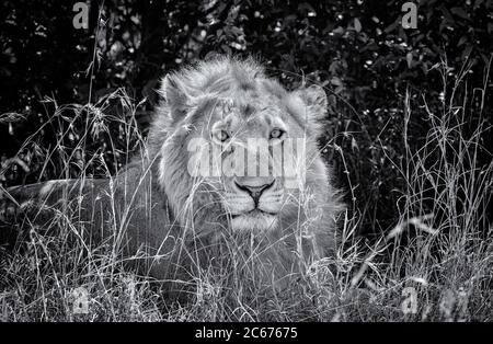 Afrikanischer männlicher Löwe Nahaufnahme Porträt des Gesichts, das nach vorne schaut, hinter hohem Gras im Masai Mara National Reserve, Kenia, Afrika ruhend. Schwarz und Weiß Stockfoto