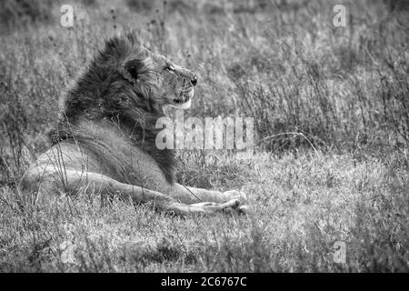 Männliches Löwenkopfprofil mit stolzen Wildtieren, die auf Gras in Masai Mara, Kenia, Afrika ruhen. Schwarz-weiß monochrome panthera leo Stockfoto