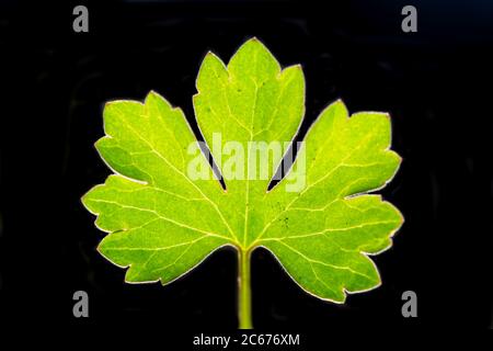 Blatt eines Goldlöckchen Butterbechers mit dunklem Hintergrund Stockfoto