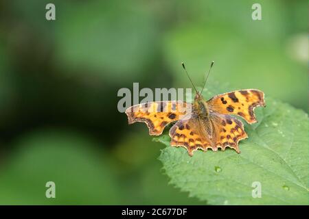 Nahaufnahme von Komma Schmetterling auf grünen Blatt mit Wassertropfen Stockfoto