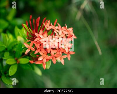 Ägyptischer Sternhaufen, Sternblume, Pentas 'Graffiti Deep Red' (Pentas lanceolata) Stockfoto