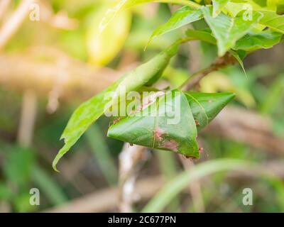 Oecophylla smaragdina, Nest der Roten Ameise mit Blatt auf Baum Stockfoto