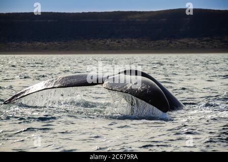 Ein südlicher rechter Walschwanz in Peninsula Valdes, Atlantische Ozeane. Argentinien. Stockfoto