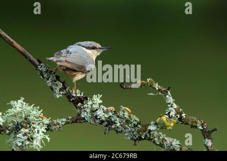 Eurasische Nuthatch in den späten Nachmittagslichtern fotografiert Stockfoto