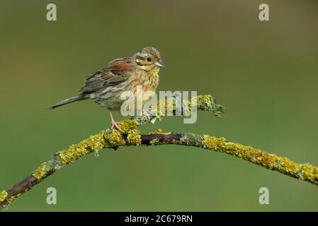 Weibchen von Cirl-Ammerfalle mit dem ersten Licht des Tages, Emberiza cirlus Stockfoto