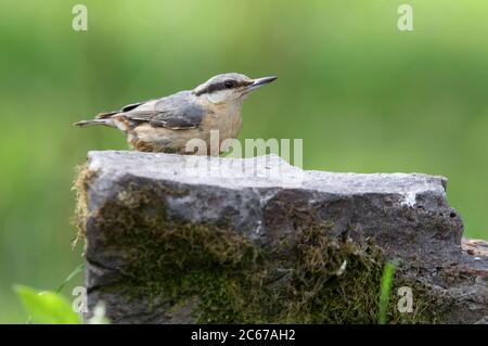 Eurasische Nuthatch in den späten Nachmittagslichtern fotografiert Stockfoto