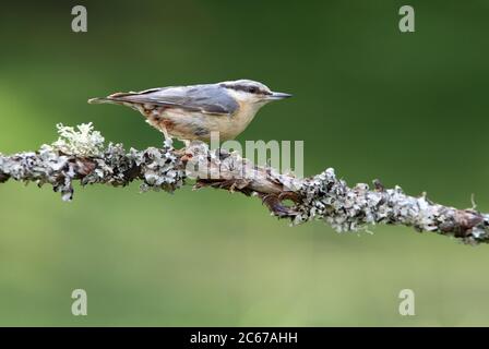 Eurasische Nuthatch in den späten Nachmittagslichtern fotografiert Stockfoto