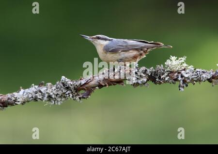 Eurasische Nuthatch in den späten Nachmittagslichtern fotografiert Stockfoto