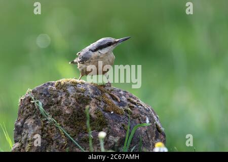 Eurasische Nuthatch in den späten Nachmittagslichtern fotografiert Stockfoto