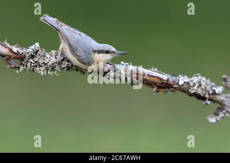 Eurasische Nuthatch in den späten Nachmittagslichtern fotografiert Stockfoto