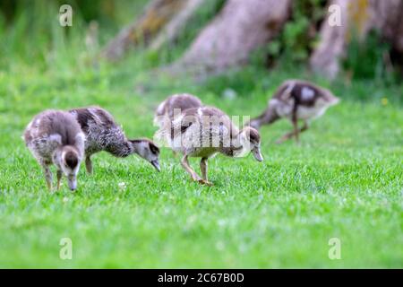 Kleine Ägyptische Gänse Essen Gras In Amsterdam Niederlande 25-6-2020 Stockfoto