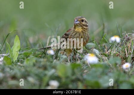 Weibchen von Cirl-Ammerfalle mit dem ersten Licht des Tages, Emberiza cirlus Stockfoto