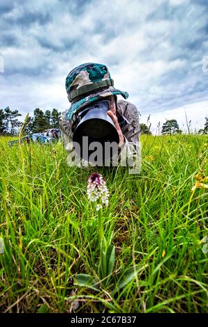 Verbrannte Orchidee, Aangebrande orchis, Neotinea ustulata Stockfoto