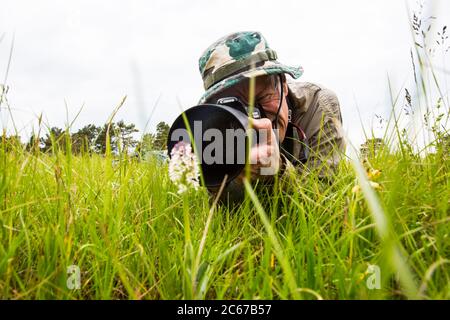 Verbrannte Orchidee, Aangebrande orchis, Neotinea ustulata Stockfoto