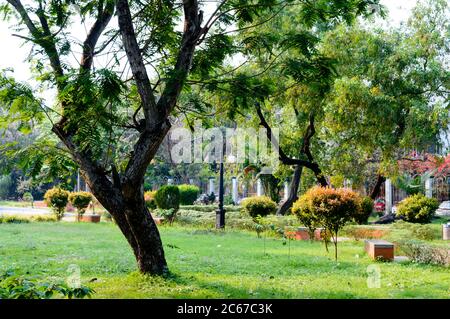 Ein Baum auf grüner Wiese. Landschaftsgestaltung eines öffentlichen Parks. Frühling Saison formell Garten topiary. Vorder- oder Hinterhof dekoriert Hintergrund. G Stockfoto