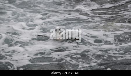 Kinnstrap Penguin (Pygoscelis antarctica) schwimmt in Wellen auf Signy Island, South Shetlands, Antarktis Stockfoto