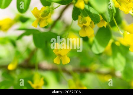 Blühende gelbe Akazie mit Blättern auf grünem Hintergrund. Cassia Fistel gelbe Blüten. Akazie blüht auf langen Ast. Nahaufnahme, selektiver Fokus Stockfoto