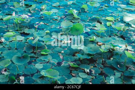 Grüne Lotuswasserlilie Blume auf Teich Wasseroberfläche Ebene in einem Feuchtgebiet. Buntes Laub Wasserpflanzen Organismus. Spiritualität meditiert Frieden Stockfoto