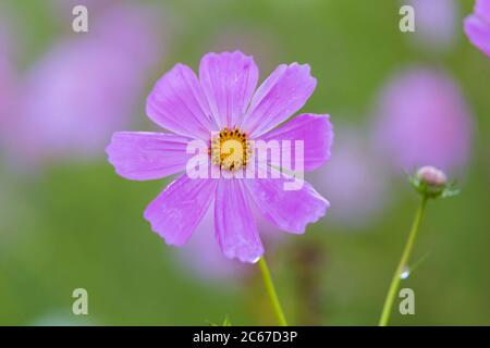 Einzelne rosa Kosmos Blume Stockfoto