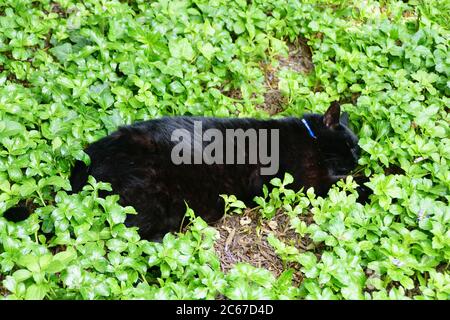 Eine schwarze Katze schläft auf den Bodenbedeckungspflanzen Stockfoto