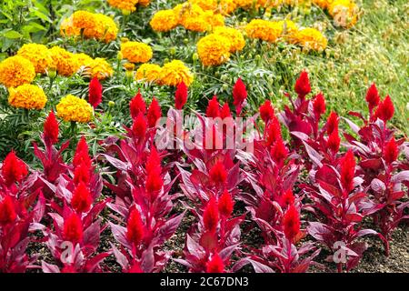 Rote Celosia 'Smart Look Red' Tagetes Blumenbeet, Sommerbettwäsche Pflanzen Gartengrenze, bunte Blumen, gelbe Ringelblumen Stockfoto
