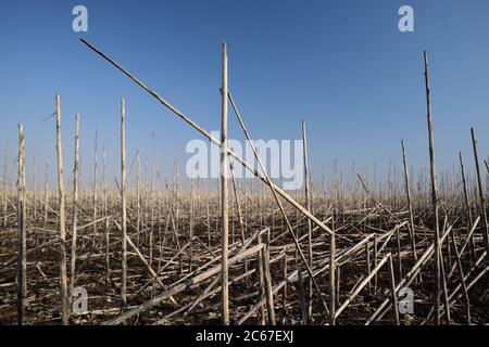 Landwirtschaftliche Landschaft. Verlassene Feld von trockenen Sonnenblumenstämmen in sonnigen Tag Kopie Raum Stockfoto