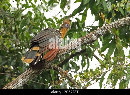 Hoatzin (Opisthocomus hoazin) Erwachsenen auf dem Zweig Guaviare Flusses; Inirida, Kolumbien November Stockfoto