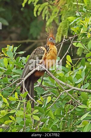 Hoatzin (Opisthocomus hoazin) Erwachsenen auf dem Zweig Guaviare Flusses; Inirida, Kolumbien November Stockfoto