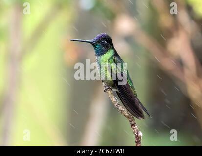 Nahaufnahme des männlichen Talamanca Kolibris (Eugenes spectabilis), der auf einem Zweig in den Bergen Panamas verbarst.dieser Kolibri ist in Costa Rica zu finden Stockfoto