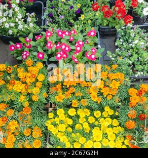Bunte verschiedene Blumen in Pflanztöpfen zum Verkauf in Markt Draufsicht. Flaches Lay von Shop florale Produkte. Mehrfarbige Blumen Frühling oder Sommer Hintergrund Stockfoto