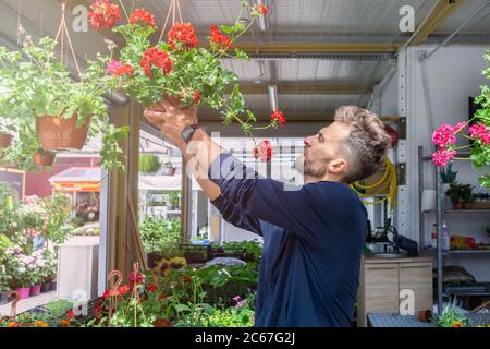 Florist hängenden Pelargonium Topf in open-air Blumenladen. Mann Gärtner hält Topf mit Geranie. Florist mit seinen gewachsenen Blumen auf dem Markt. Klein öffnen Stockfoto