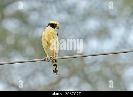 Laughing Falcon (Herpetotheres cachinnans cachinnans) Erwachsenen auf Power gehockt-line Nueva Dolima, Kolumbien November Stockfoto