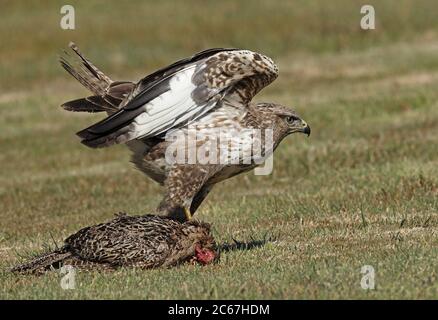 Eurasischer Buzzard (Buteo buteo buteo) Erwachsener beim Abheben mit toter weiblicher Fasan Eccles-on-Sea, Norfolk, UK Mai Stockfoto