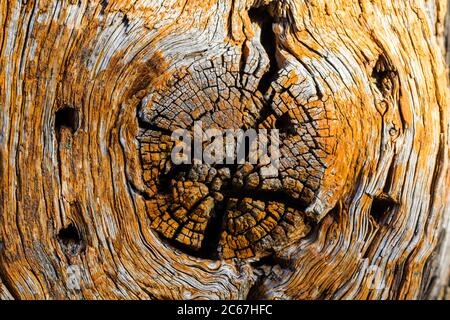 Holz-Knoten Stockfoto