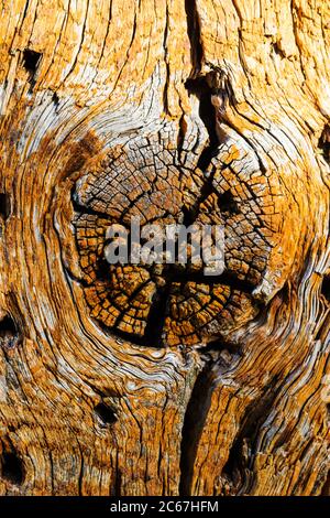 Holz-Knoten Stockfoto