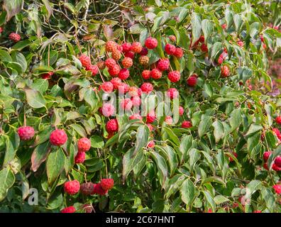 Rote Früchte des Cornus kousa, chinesischer Dogwood-Baum Stockfoto