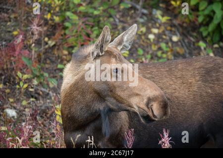 Eine Elch mit einem schönen Wintermantel und Herbstfarben im Denali National Park, Alaska, USA Stockfoto