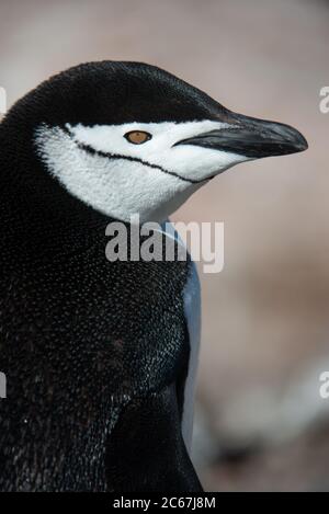 Chinstrap Penguin (Pygoscelis antarctica) auf Signy Island, Südshetlands, Antarktis Stockfoto
