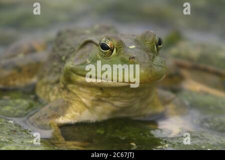 Ein nordamerikanischer Bullfrog sitzt auf einer Matte von Alge in einem Iowa, USA, Teich am 16. Mai 2020. Bild aufgenommen im Bank Swallow Bend Conservation Area in Warre Stockfoto