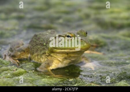 Ein nordamerikanischer Bullfrog sitzt auf einer Matte von Alge in einem Iowa, USA, Teich am 16. Mai 2020. Bild aufgenommen im Bank Swallow Bend Conservation Area in Warre Stockfoto