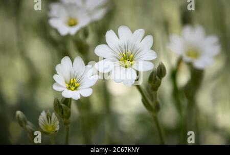 Schöne weiße Blüten, Feldkicherkraut oder Feldmaus-Ohr (Cerastium arvense), Europa und Amerika, Naturfotografie geringe Tiefenschärfe Stockfoto