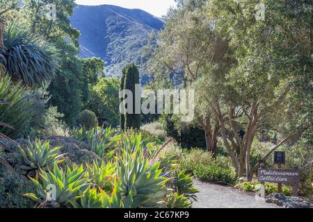 Pfad durch den mediterranen Teil des Arboretums der schiefen Kiefer, Kalifornien Dürretoleranter Sommer-Trockengarten mit Cupressus sempervirens 'Glauca' (B Stockfoto