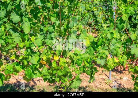 Weinreben mit Trauben und Blättern auf Gitterrost mit Stahlstange in Weinbergen grüne Felder auf Hügeln im Rheintal, Rheingau Weinregion Roseneck bei Rüdesheim Stadt, Deutschland Stockfoto