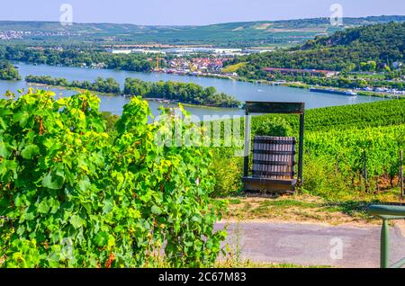 Holzfass in Weinbergen grüne Felder mit Weinreben Reihen und auf Hügeln des Rheintals, Rheingau Weinregion auf Roseneck Berg bei Rüdesheim am Rhein Stadt, Land Hessen, Deutschland Stockfoto