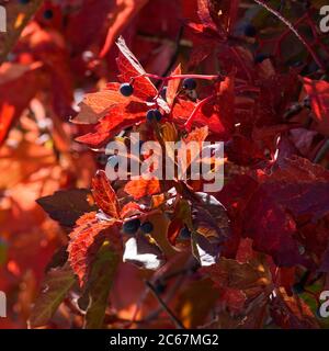 Die bunten Blätter und Beeren einer Virginia Creeper Rine im Herbst. Stockfoto